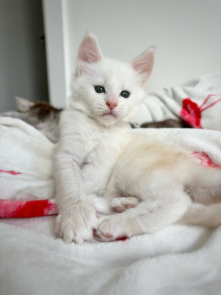 Maine Coon kitten from TeslaCat Cattery in Brooklyn, NY