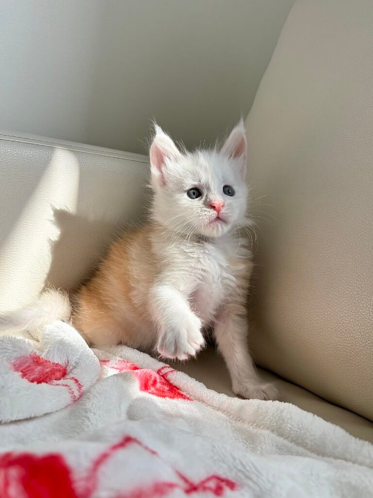 Maine Coon kitten from TeslaCat Cattery in Brooklyn, NY