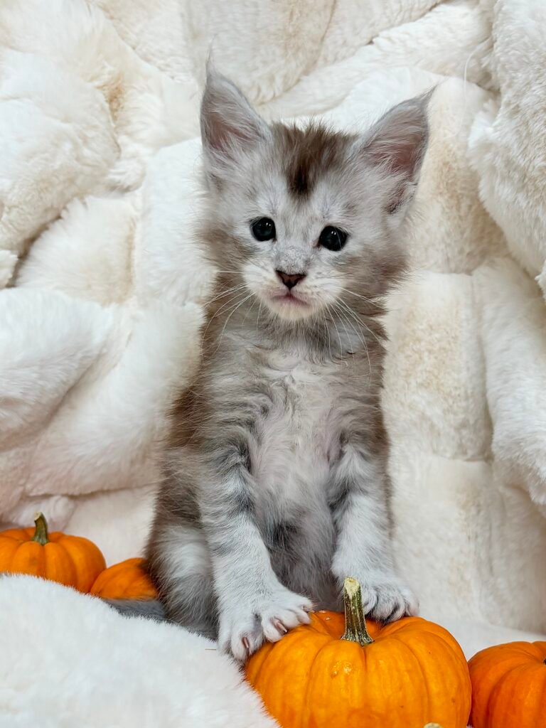 Maine Coon kitten from TeslaCat Cattery in Brooklyn, NY