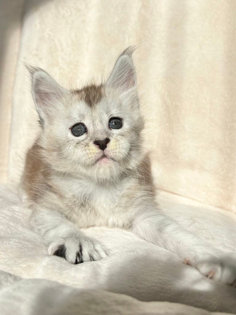 Maine Coon kitten from TeslaCat Cattery in Brooklyn, NY