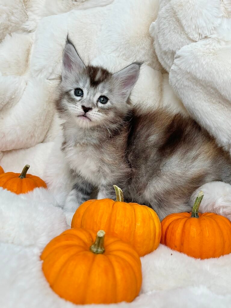 Maine Coon kitten from TeslaCat Cattery in Brooklyn, NY