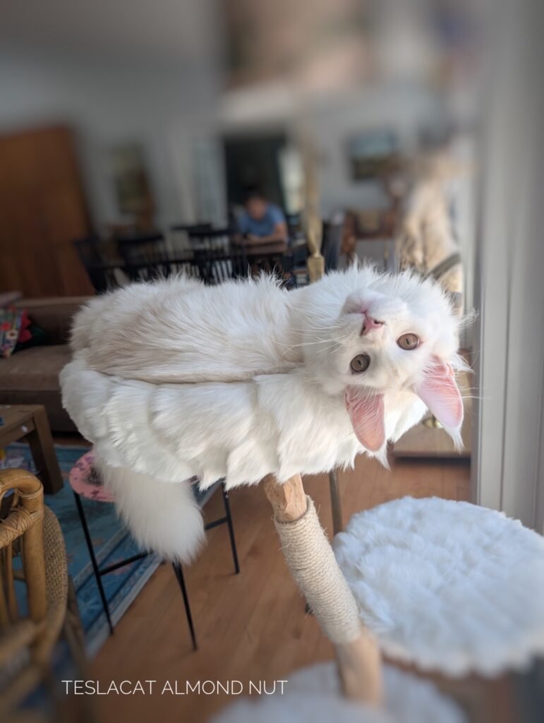 Maine Coon kitten from TeslaCat Cattery in Brooklyn, NY