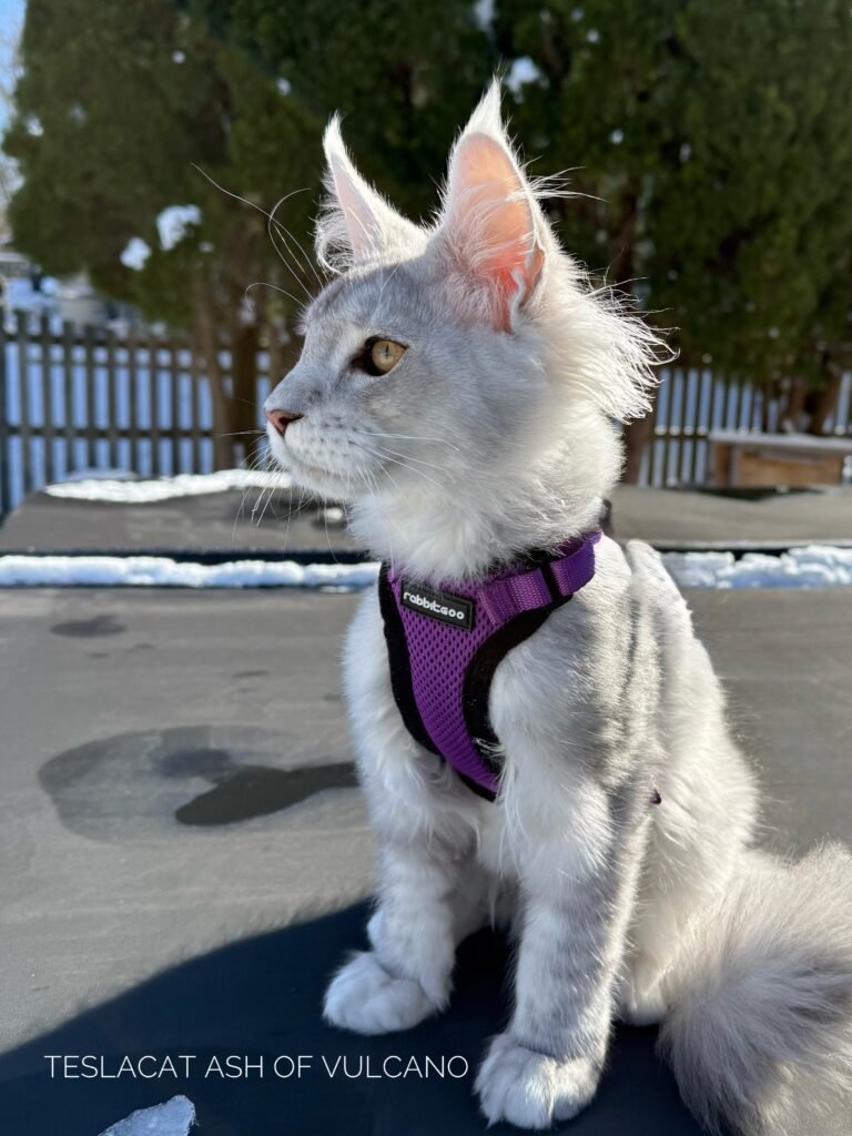 Maine Coon kitten from TeslaCat Cattery in Brooklyn, NY