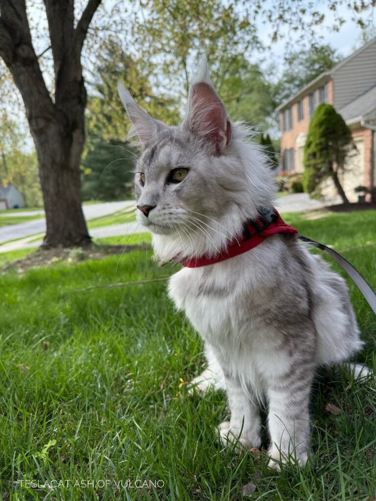 Maine Coon kitten from TeslaCat Cattery in Brooklyn, NY