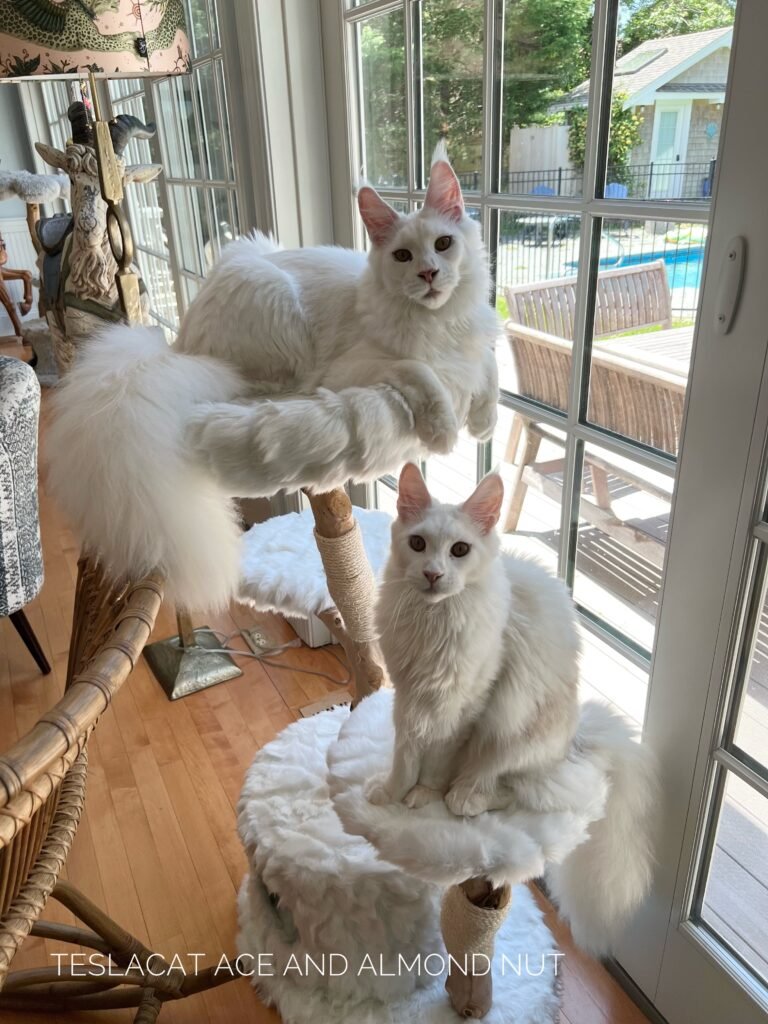 Maine Coon kitten from TeslaCat Cattery in Brooklyn, NY