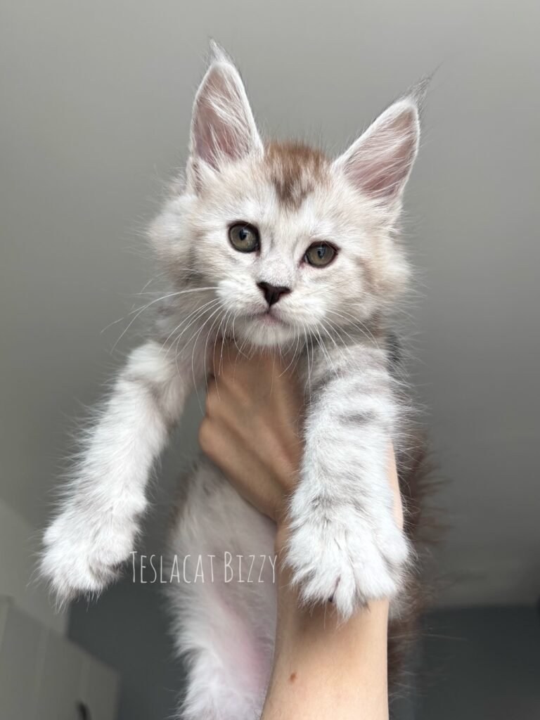 Maine Coon kitten from TeslaCat Cattery in Brooklyn, NY