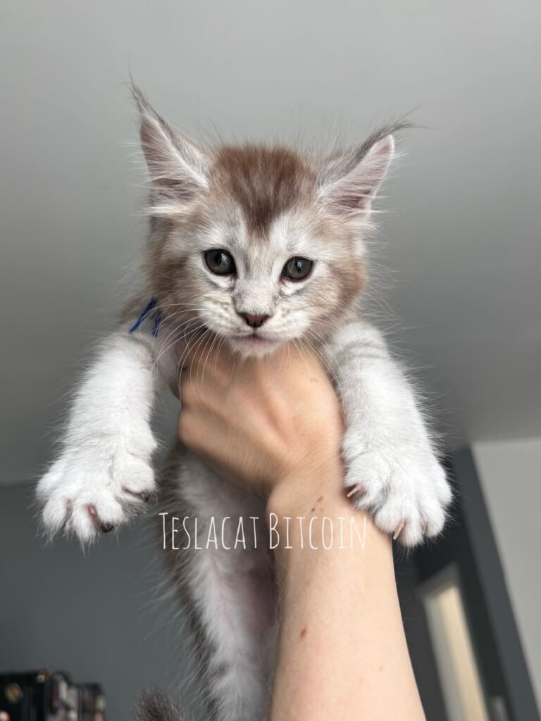 Maine Coon kitten from TeslaCat Cattery in Brooklyn, NY