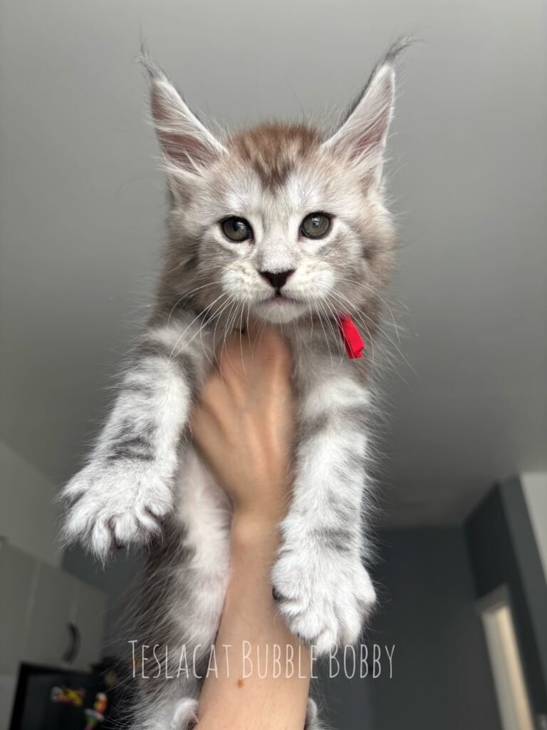 Maine Coon kitten from TeslaCat Cattery in Brooklyn, NY