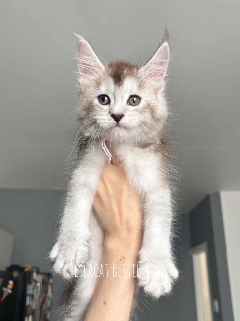 Maine Coon kitten from TeslaCat Cattery in Brooklyn, NY