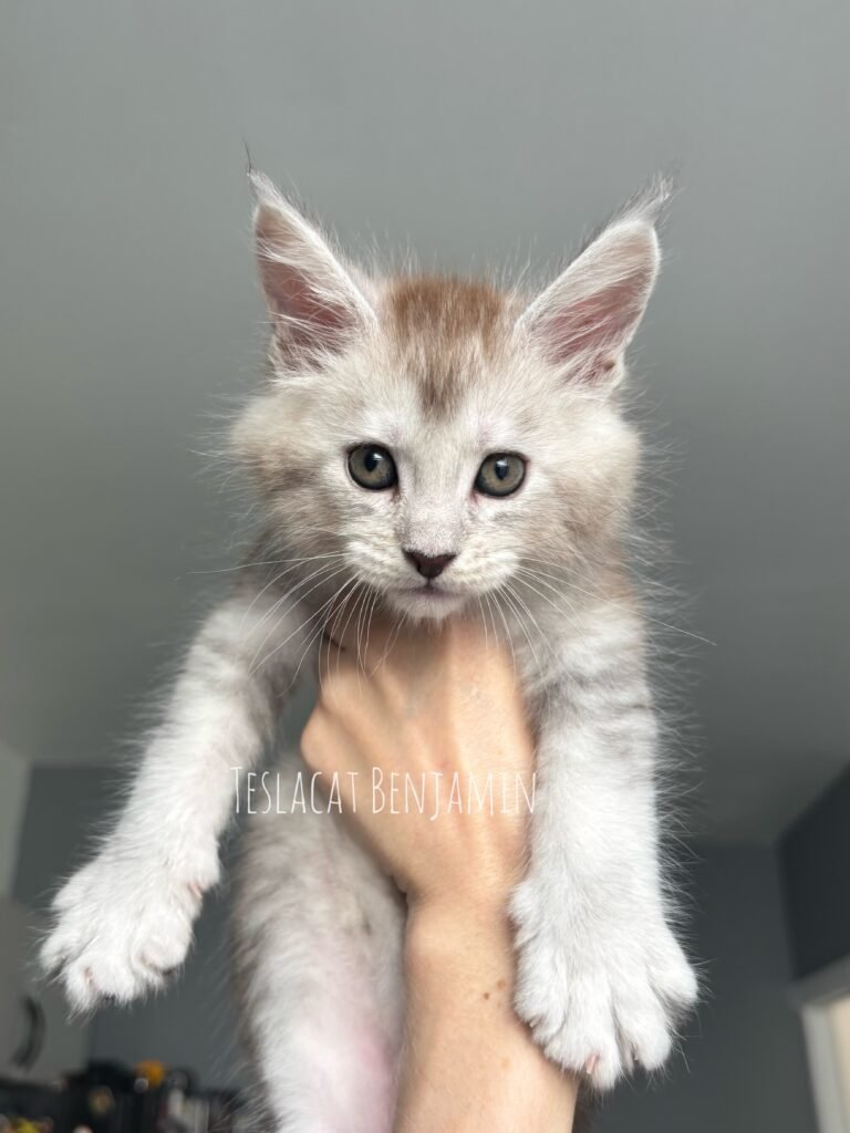 Maine Coon kitten from TeslaCat Cattery in Brooklyn, NY