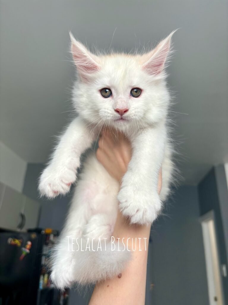 Maine Coon kitten from TeslaCat Cattery in Brooklyn, NY