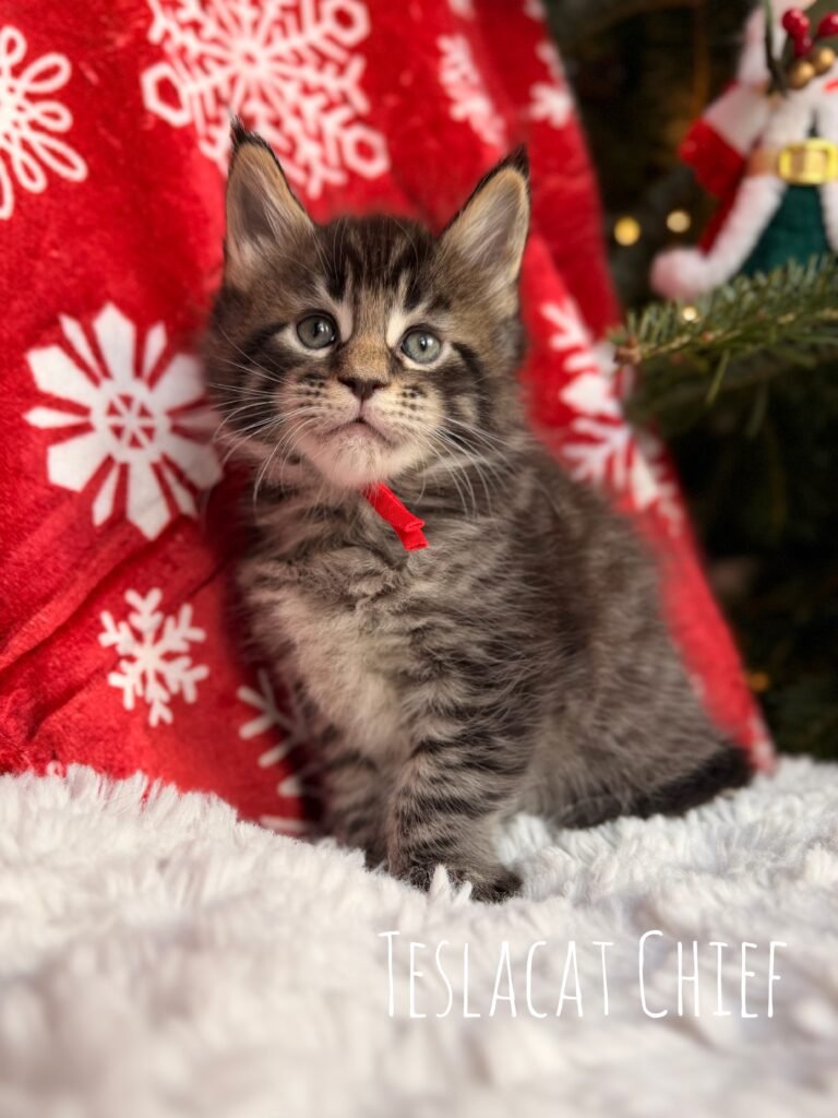 Maine Coon kitten from TeslaCat Cattery in Brooklyn, NY