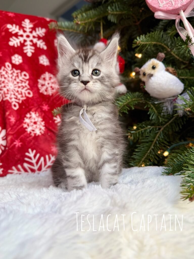 Maine Coon kitten from TeslaCat Cattery in Brooklyn, NY