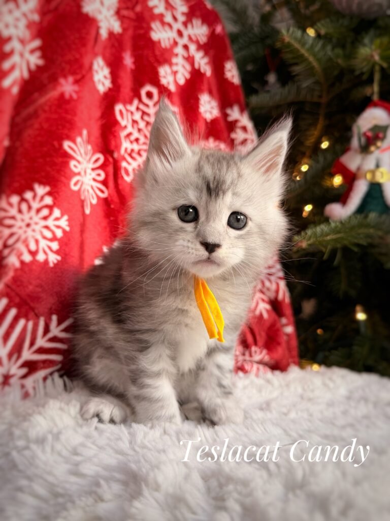Maine Coon kitten from TeslaCat Cattery in Brooklyn, NY