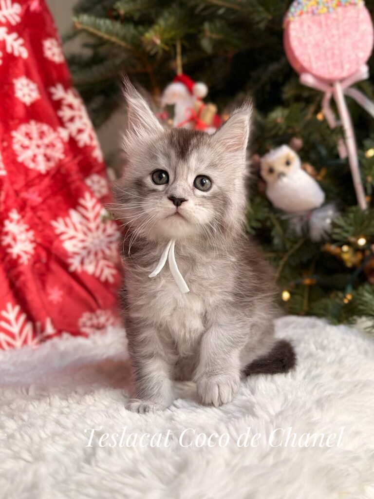 Maine Coon kitten from TeslaCat Cattery in Brooklyn, NY