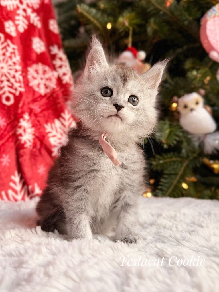 Maine Coon kitten from TeslaCat Cattery in Brooklyn, NY