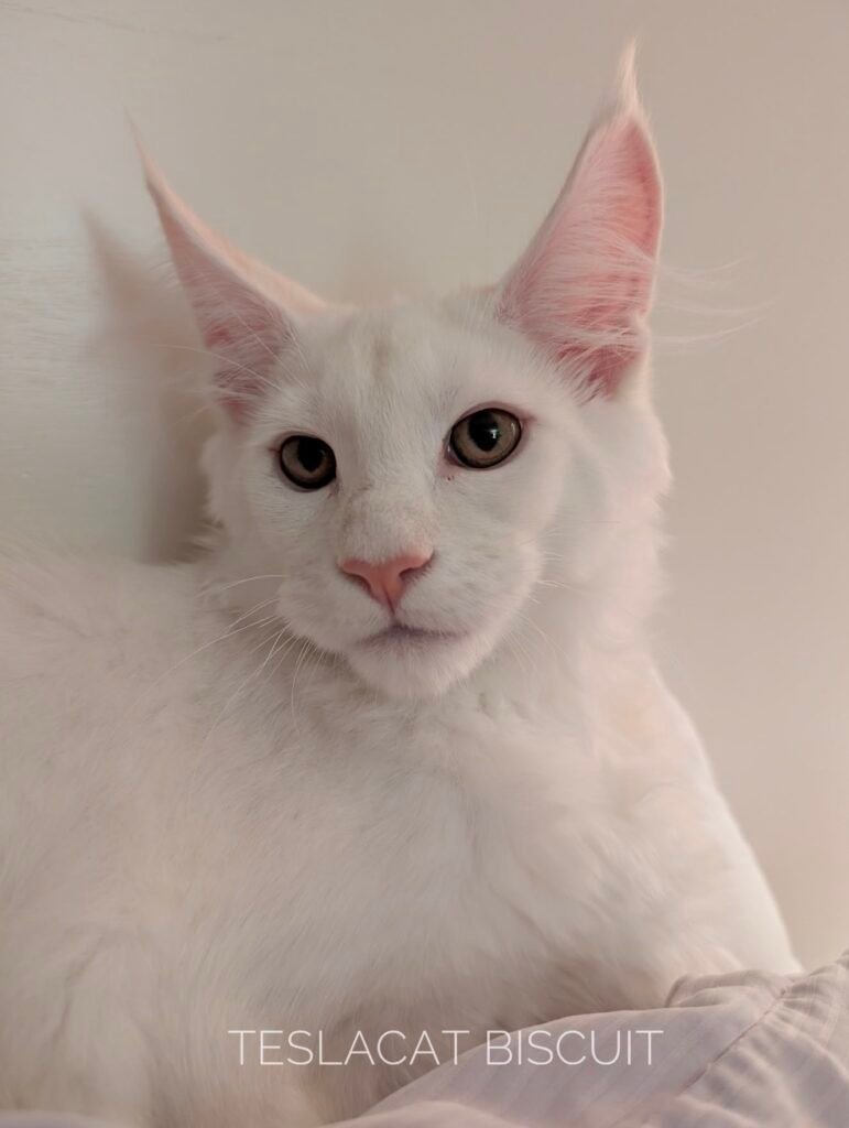 Maine Coon kitten from TeslaCat Cattery in Brooklyn, NY
