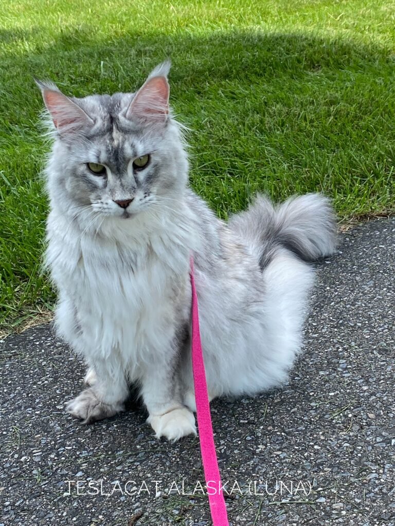 Maine Coon kitten from TeslaCat Cattery in Brooklyn, NY