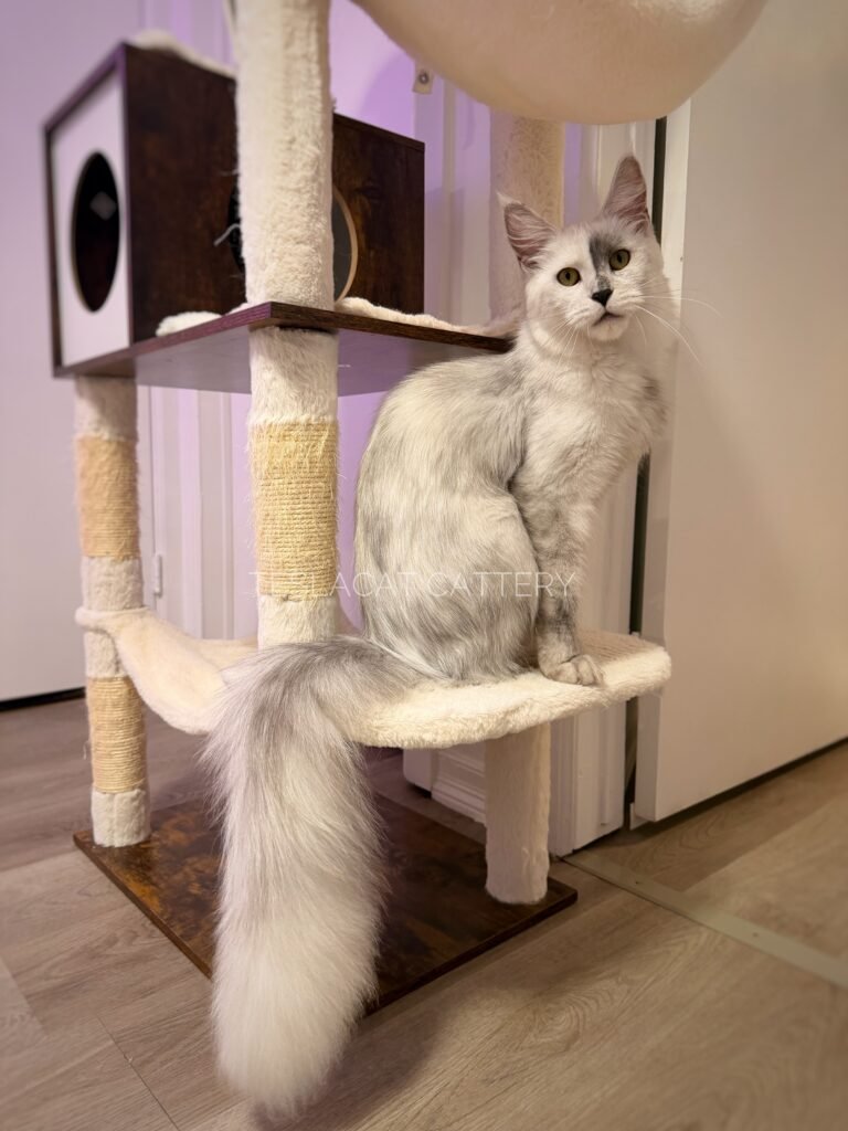 Maine Coon kitten from TeslaCat Cattery in Brooklyn, NY