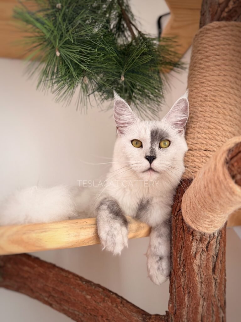 Maine Coon kitten from TeslaCat Cattery in Brooklyn, NY