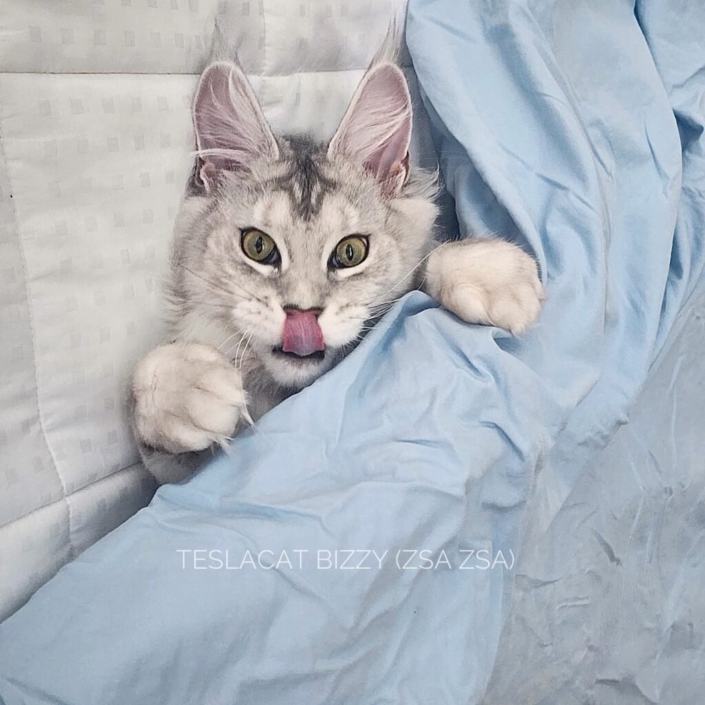 Maine Coon kitten from TeslaCat Cattery in Brooklyn, NY
