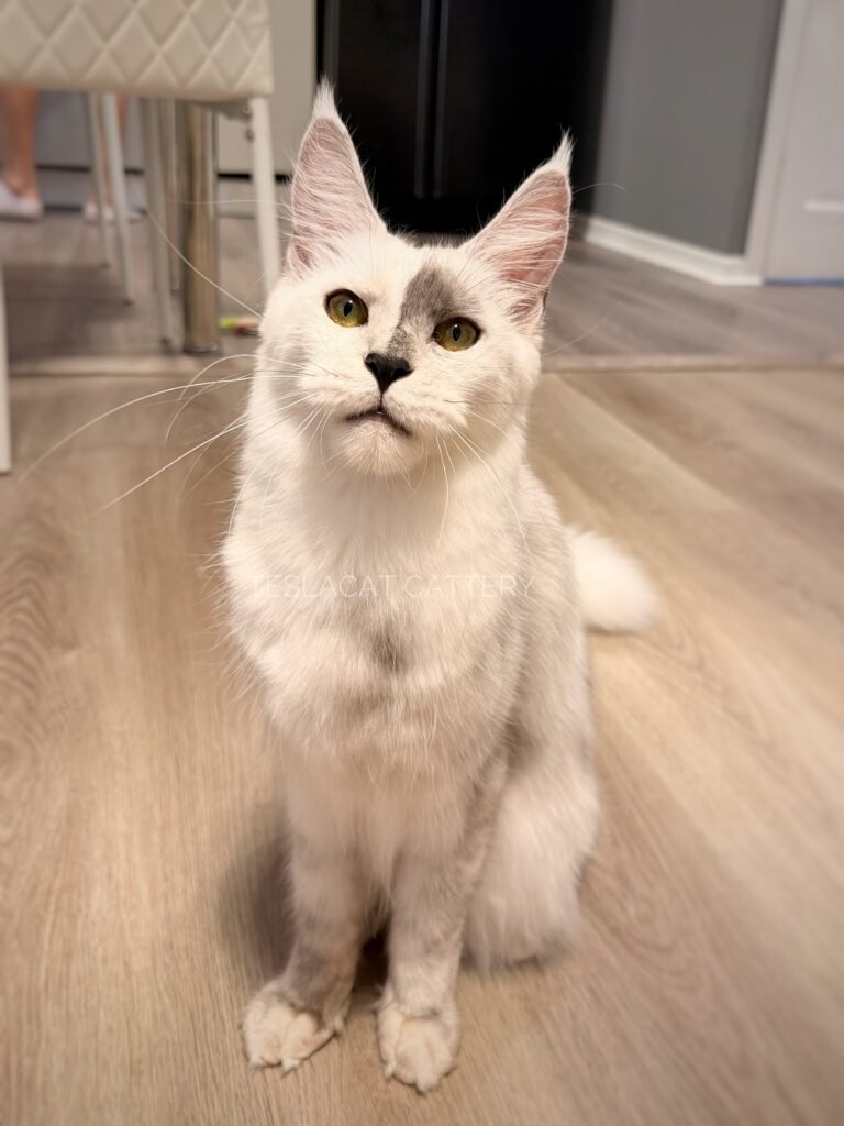 Maine Coon kitten from TeslaCat Cattery in Brooklyn, NY