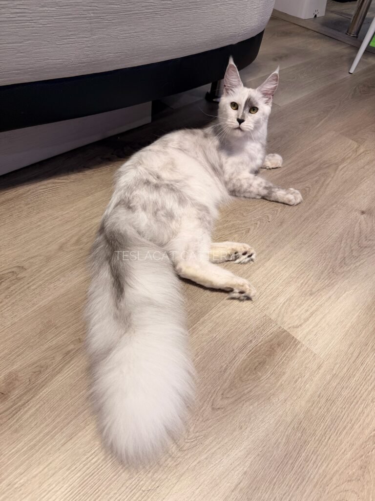 Maine Coon kitten from TeslaCat Cattery in Brooklyn, NY