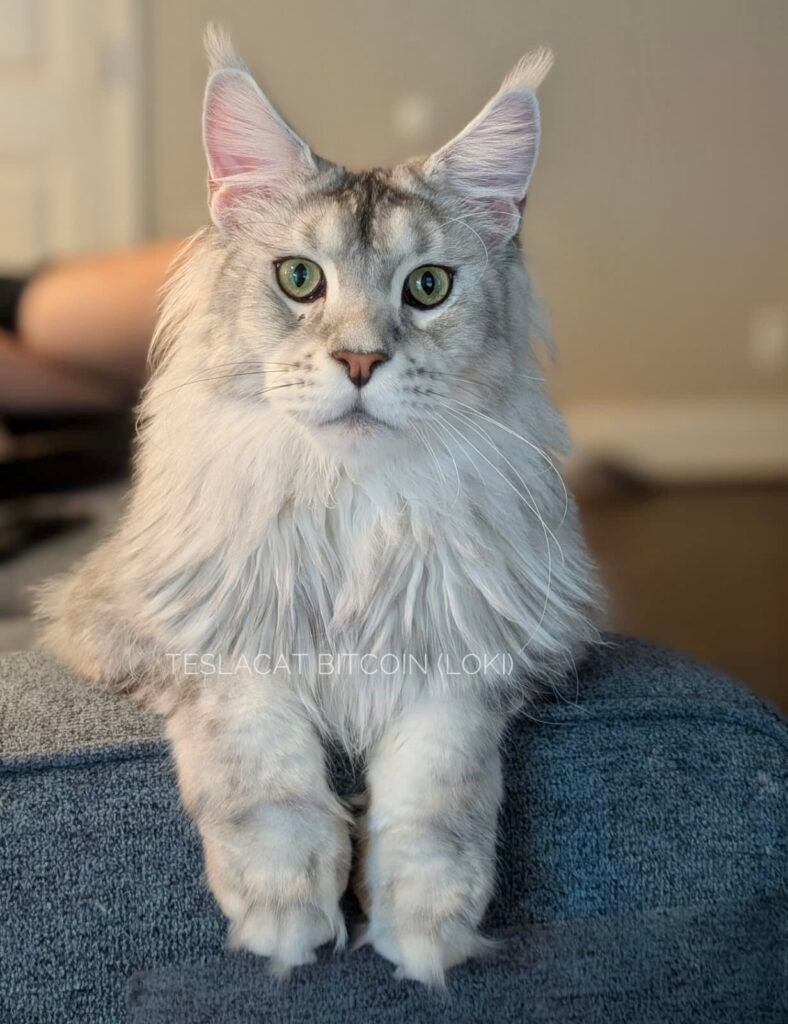 Maine Coon kitten from TeslaCat Cattery in Brooklyn, NY